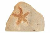 Silurian Starfish (Australaster) Fossil - Australia #216490-1